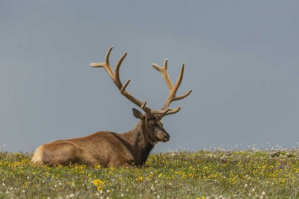 Colorado, Rocky Mts Bull elk in velvet resting